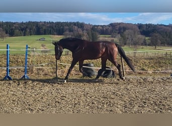 Hannoveraner, Wallach, 10 Jahre, 176 cm, Brauner