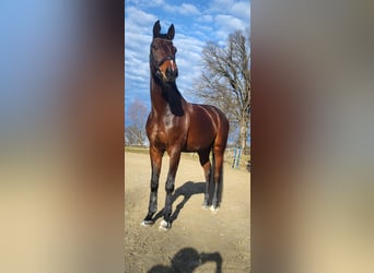 Hannoveraner, Wallach, 10 Jahre, 176 cm, Brauner