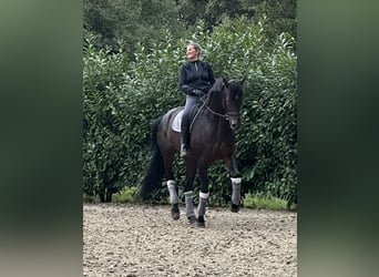 Hannoveraner, Wallach, 10 Jahre, 176 cm, Dunkelbrauner