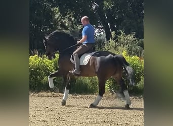 Hannoveraner, Wallach, 10 Jahre, 176 cm, Dunkelbrauner