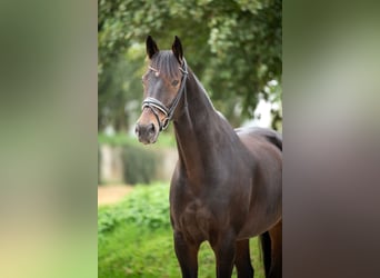 Hannoveraner, Wallach, 10 Jahre, 176 cm, Dunkelbrauner