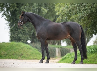 Hannoveraner, Wallach, 10 Jahre, 176 cm, Dunkelbrauner
