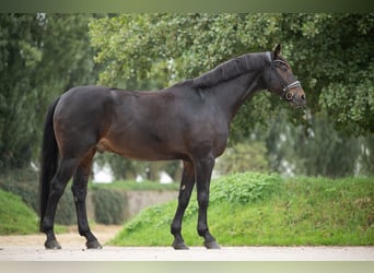 Hannoveraner, Wallach, 10 Jahre, 176 cm, Dunkelbrauner