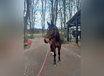 Hannoveraner, Wallach, 10 Jahre, 176 cm, Dunkelbrauner