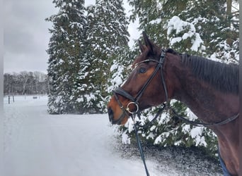 Hannoveraner, Wallach, 10 Jahre, 176 cm, Dunkelbrauner