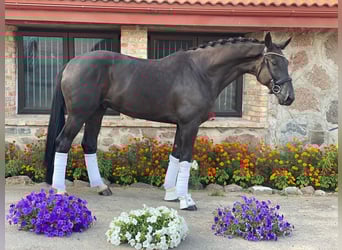 Hannoveraner, Wallach, 10 Jahre, 176 cm, Rappe