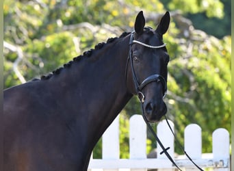 Hannoveraner, Wallach, 10 Jahre, 176 cm, Schwarzbrauner