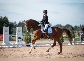 Hannoveraner, Wallach, 10 Jahre, 177 cm, Fuchs