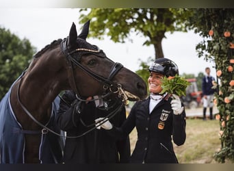 Hannoveraner, Wallach, 10 Jahre, 178 cm, Schwarzbrauner