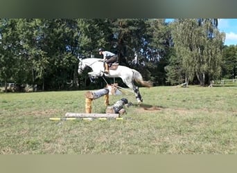 Hannoveraner Mix, Wallach, 10 Jahre, 179 cm, Fliegenschimmel