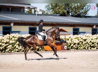 Hannoveraner, Wallach, 10 Jahre, 185 cm