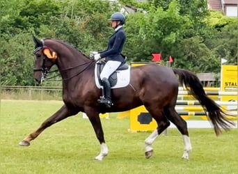Hannoveraner, Wallach, 10 Jahre, 185 cm, Dunkelfuchs