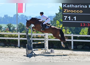 Hannoveraner, Wallach, 10 Jahre, Brauner