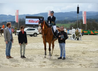 Hannoveraner, Wallach, 10 Jahre, Brauner