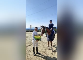 Hannoveraner, Wallach, 10 Jahre, Brauner
