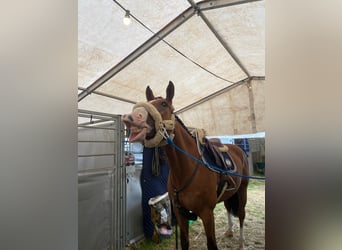 Hannoveraner, Wallach, 10 Jahre, Brauner