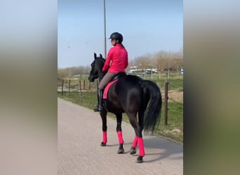 Hannoveraner, Wallach, 10 Jahre, Rappe