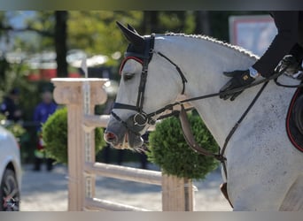 Hannoveraner, Wallach, 10 Jahre, Schimmel