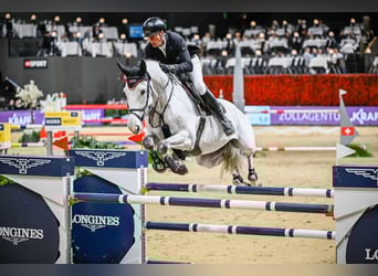 Hannoveraner, Wallach, 10 Jahre, Schimmel