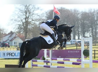 Hannoveraner, Wallach, 10 Jahre
