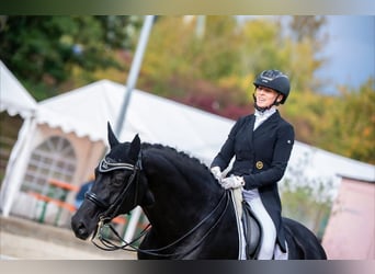 Hannoveraner, Wallach, 10 Jahre