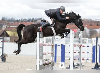 Hannoveraner, Wallach, 10 Jahre