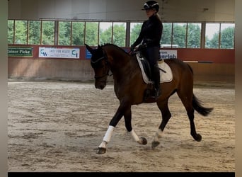 Hannoveraner, Wallach, 11 Jahre, 160 cm, Dunkelbrauner
