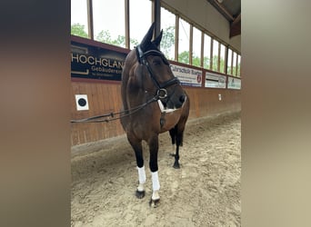 Hannoveraner, Wallach, 11 Jahre, 160 cm, Dunkelbrauner