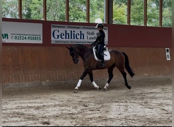 Hannoveraner, Wallach, 11 Jahre, 160 cm, Dunkelbrauner