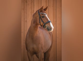 Hannoveraner, Wallach, 11 Jahre, 163 cm, Fuchs