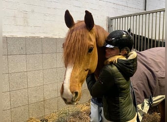 Hannoveraner, Wallach, 11 Jahre, 165 cm, Fuchs