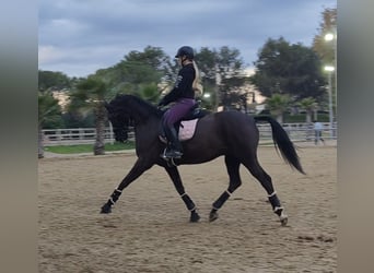 Hannoveraner, Wallach, 11 Jahre, 165 cm, Rappe