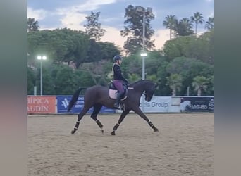 Hannoveraner, Wallach, 11 Jahre, 165 cm, Rappe