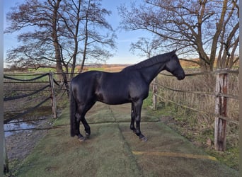 Hannoveraner, Wallach, 11 Jahre, 165 cm, Rappe