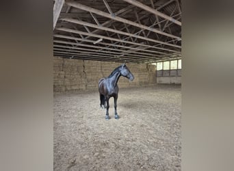 Hannoveraner, Wallach, 11 Jahre, 165 cm, Rappe