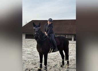 Hannoveraner, Wallach, 11 Jahre, 165 cm, Rappe