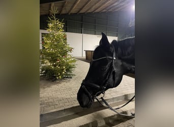 Hannoveraner, Wallach, 11 Jahre, 165 cm, Rappe