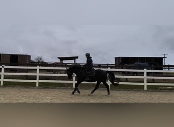 Hannoveraner, Wallach, 11 Jahre, 166 cm, Rappe