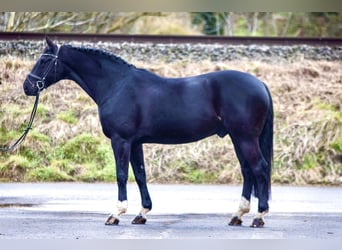 Hannoveraner, Wallach, 11 Jahre, 166 cm, Rappe