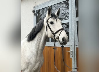 Hannoveraner, Wallach, 11 Jahre, 166 cm, Schimmel