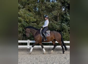 Hannoveraner, Wallach, 11 Jahre, 167 cm, Dunkelbrauner