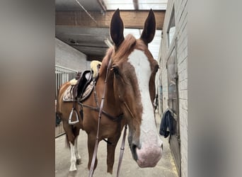 Hannoveraner, Wallach, 11 Jahre, 167 cm, Dunkelfuchs