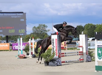 Hannoveraner, Wallach, 11 Jahre, 167 cm, Rappe