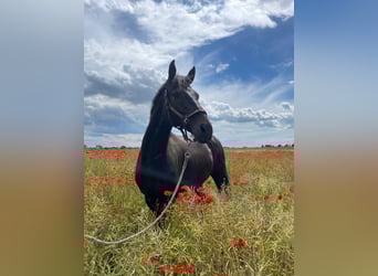 Hannoveraner, Wallach, 11 Jahre, 168 cm, Dunkelbrauner