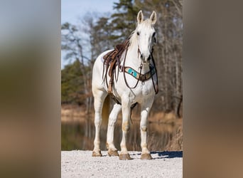 Hannoveraner, Wallach, 11 Jahre, 168 cm, Schimmel