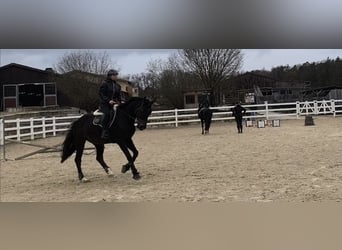 Hannoveraner, Wallach, 11 Jahre, 168 cm, Schwarzbrauner