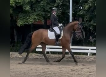 Hannoveraner, Wallach, 11 Jahre, 170 cm, Brauner