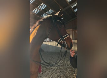 Hannoveraner, Wallach, 11 Jahre, 170 cm, Brauner