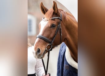 Hannoveraner, Wallach, 11 Jahre, 170 cm, Fuchs