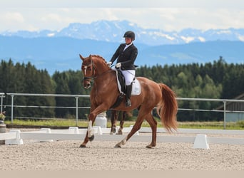 Hannoveraner, Wallach, 11 Jahre, 170 cm, Fuchs